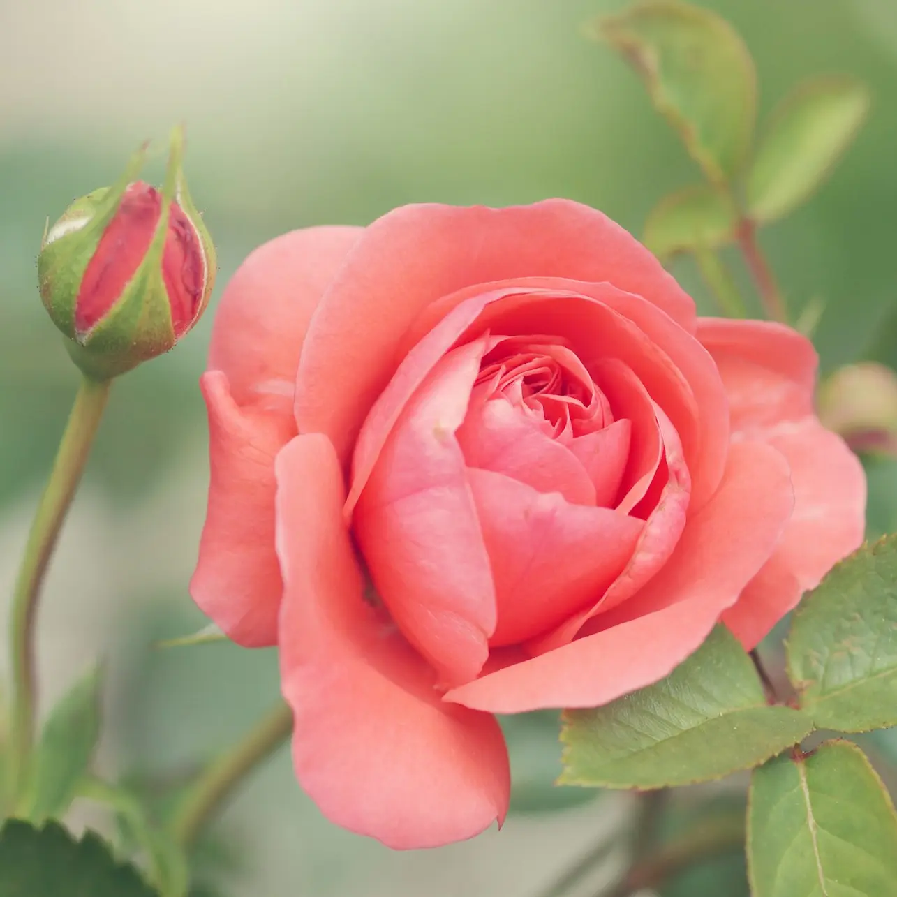 pink-petaled rose flower