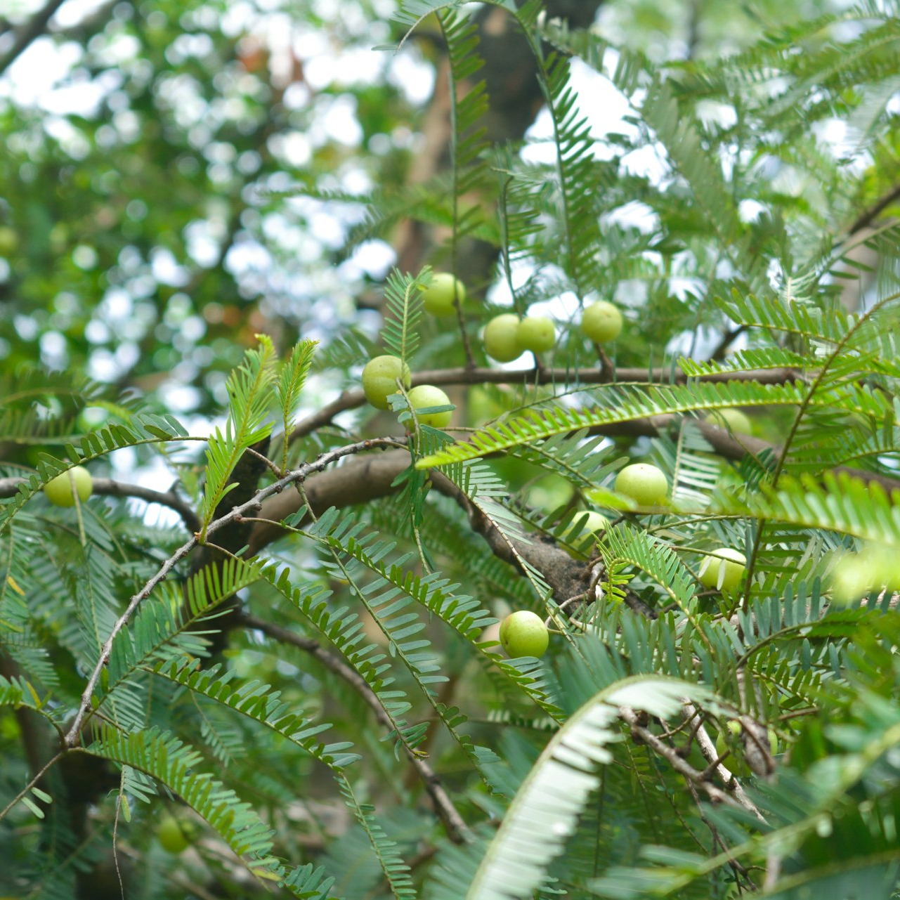 a tree filled with lots of green leaves